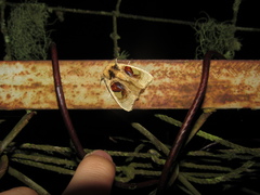 Arrhenophanes perspicilla