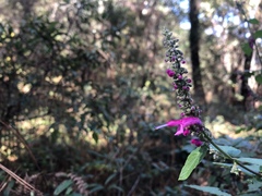 Salvia iodantha