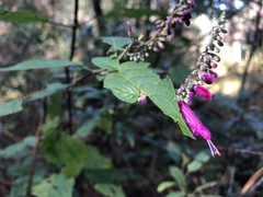 Salvia iodantha