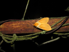 Pseudischnocampa nervosa