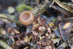 Ciboria betulicola