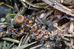 Ciboria betulicola