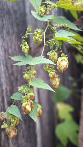 common hops