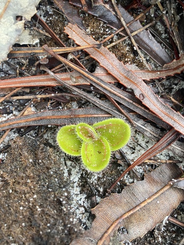 Red Ink Sundew (Drosera erythrorhiza)