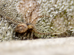 Philodromus cespitum