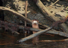Lontra provocax