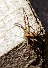 Philodromus placidus