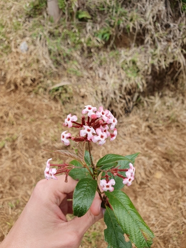 Arachnothryx euryphylla
