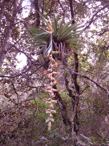 Tillandsia eizii