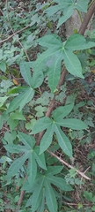 Ipomoea mauritiana, photograph (c) Mmatjie Mashao, some rights reserved (CC BY-SA)