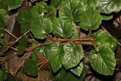 Rubus tricolor