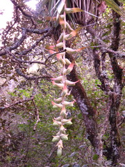 Tillandsia eizii