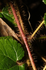 Rubus tricolor