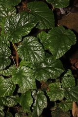 Rubus tricolor