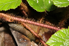 Rubus tricolor