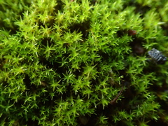 Vinealobryum nicholsonii