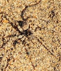 Allocosinae