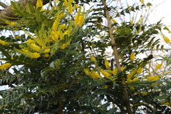 Berberis × hortensis