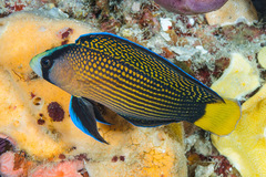 Splendid Dottyback photo 2