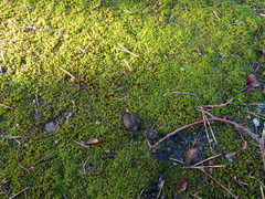 Vinealobryum nicholsonii