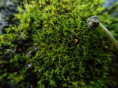 Vinealobryum nicholsonii