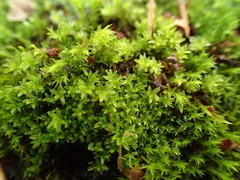 Dialytrichia mucronata