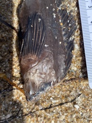 White-Nosed Pigfish photo 3
