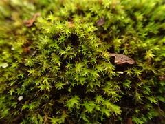 Vinealobryum nicholsonii