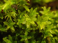 Dialytrichia mucronata