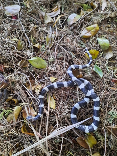 Eastern Bandy Bandy sighting