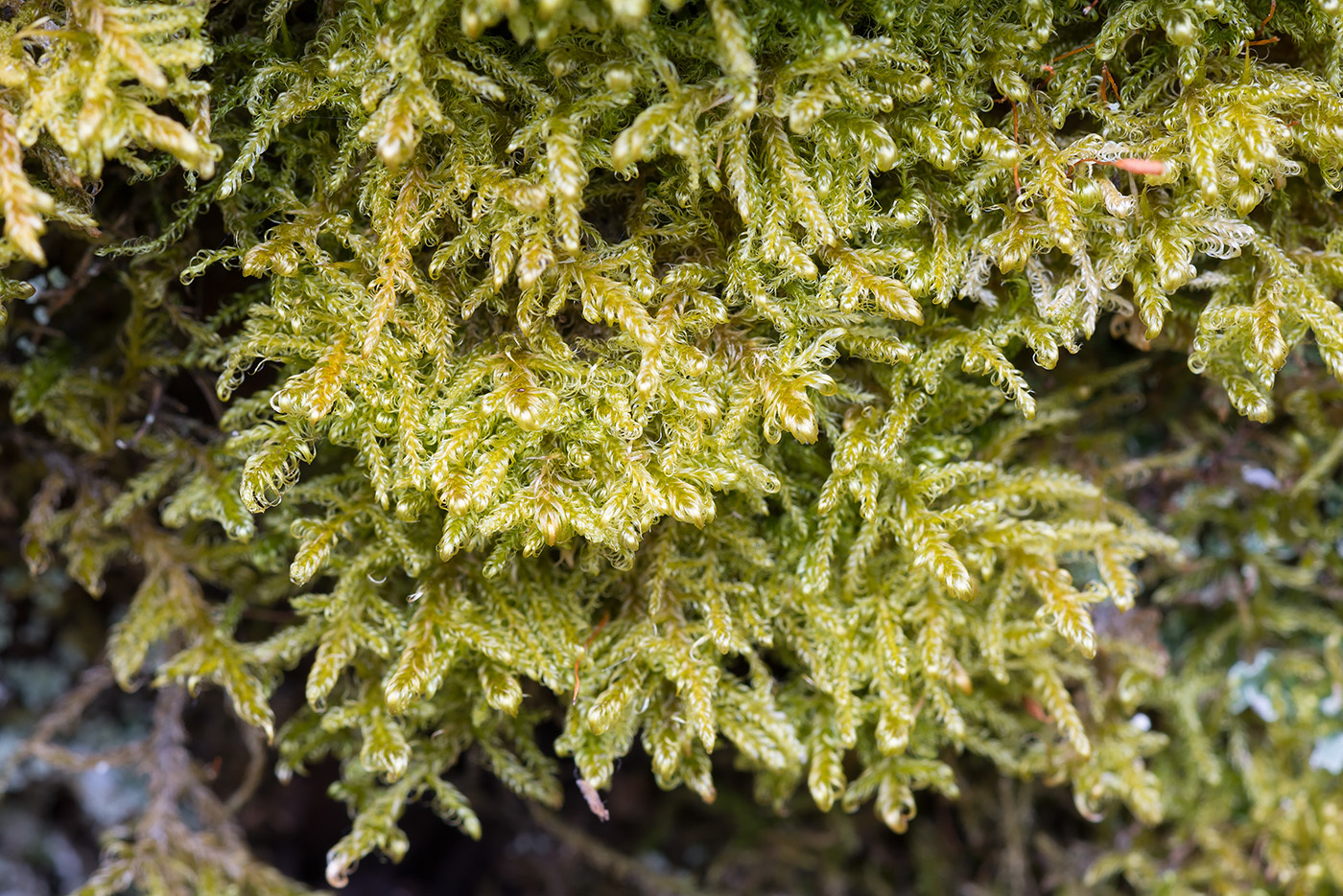 Sanionia uncinata
