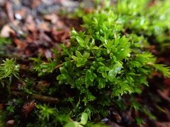 Syntrichia latifolia