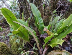 Elaphoglossum parvisquameum