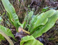 Elaphoglossum parvisquameum