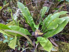 Elaphoglossum parvisquameum