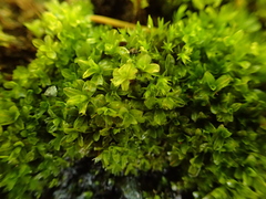 Syntrichia latifolia