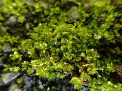 Syntrichia latifolia