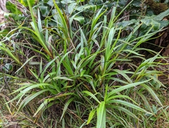 Dianella sandwicensis