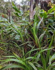 Dianella sandwicensis