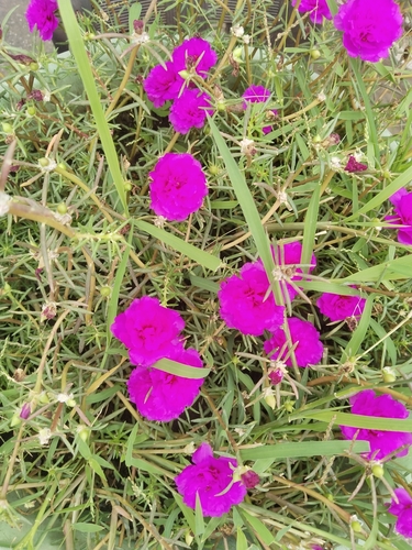 moss rose