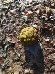 Maclura pomifera