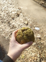 Maclura pomifera