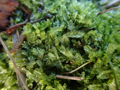 Lophocolea semiteres