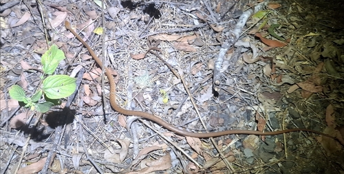 Brown Tree Snake sighting
