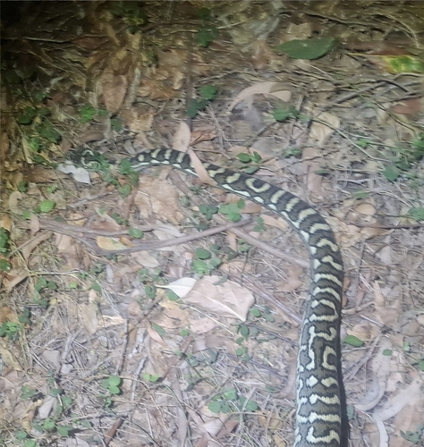 Coastal Carpet Python sighting