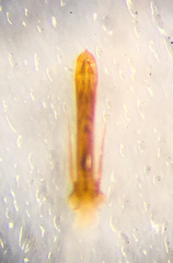 Sciodrepoides watsoni