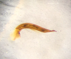 Sciodrepoides watsoni