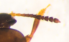 Sciodrepoides watsoni