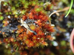Ptychostomum pallens