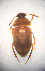 Sciodrepoides watsoni
